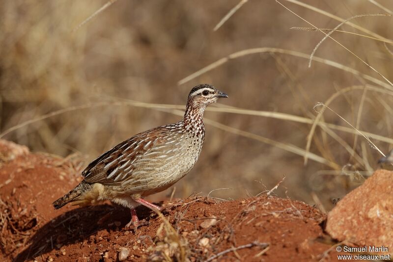 Francolin huppé