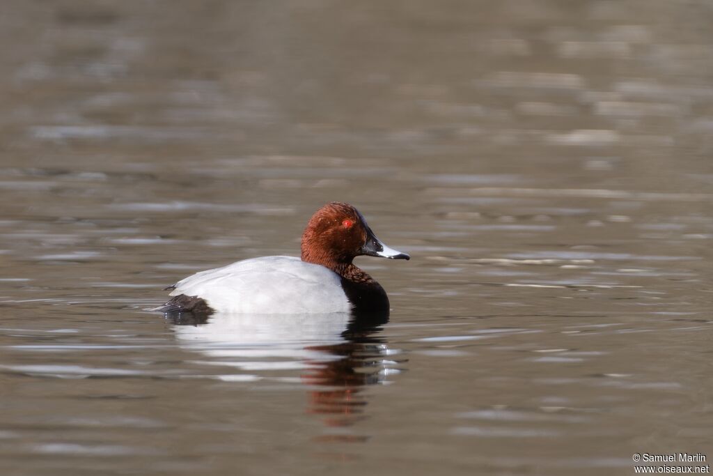 Fuligule milouin mâle adulte