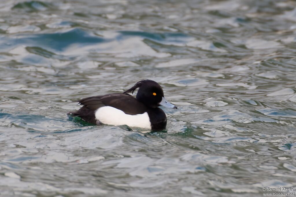 Fuligule morillon mâle adulte