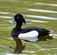 Fuligule morillon