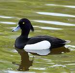 Fuligule morillon