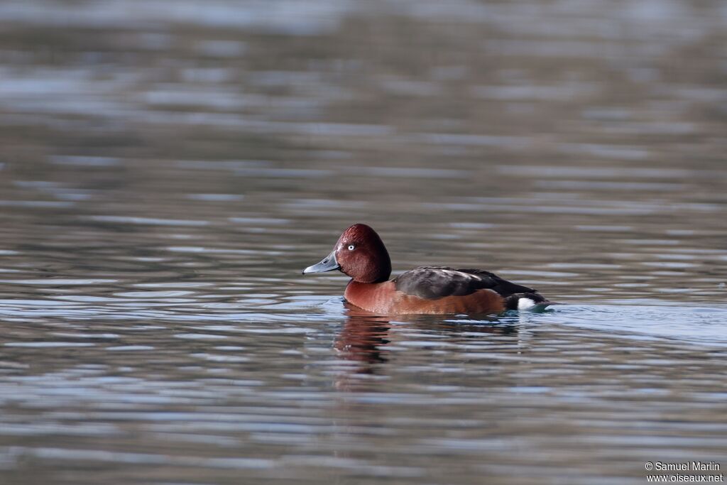Fuligule nyroca mâle adulte
