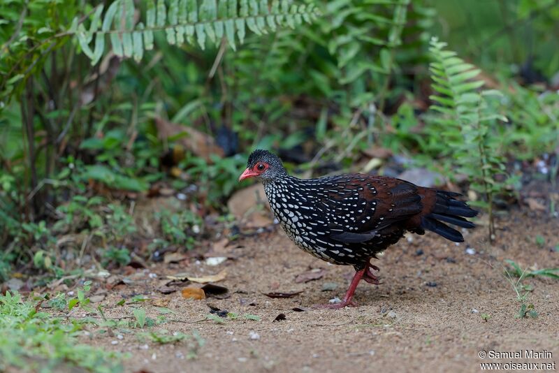 Sri Lanka Spurfowladult