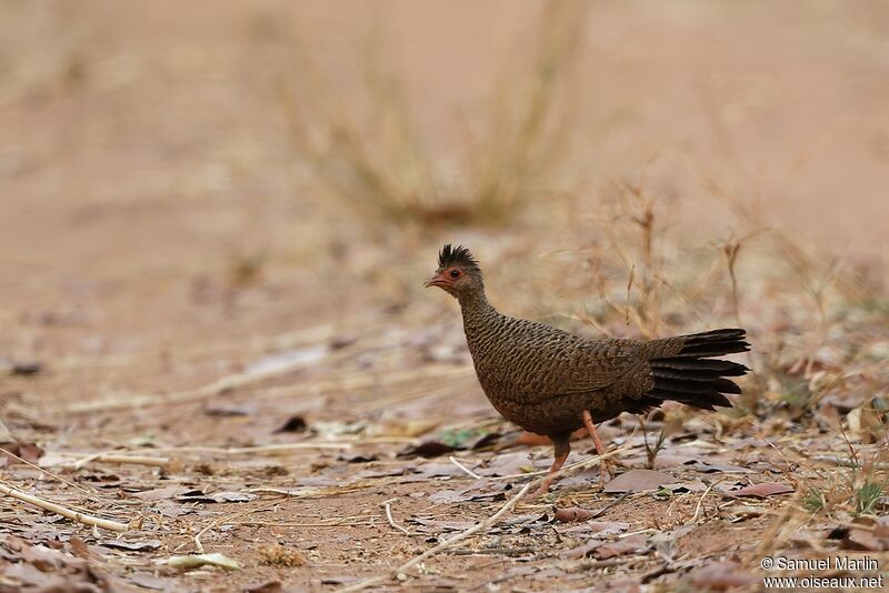 Red Spurfowladult