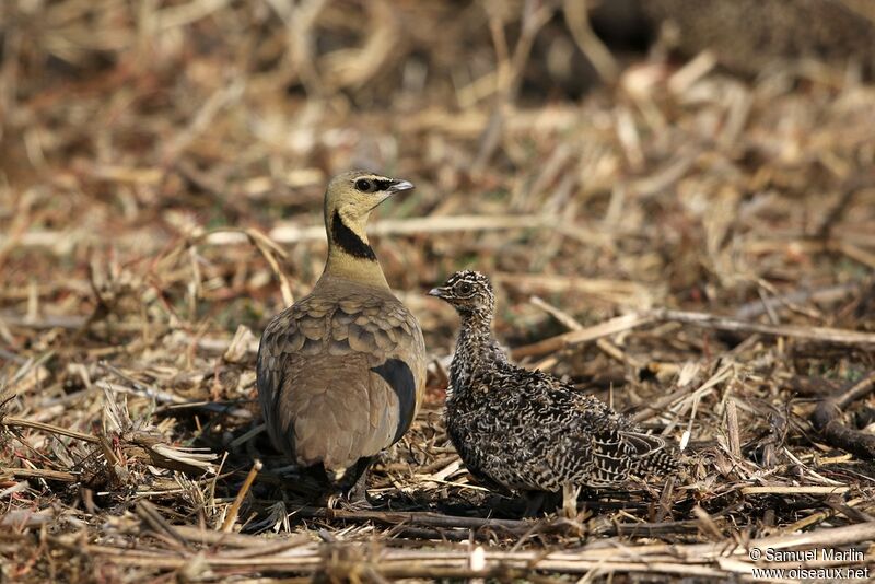 Yellow-throated Sandgrouse