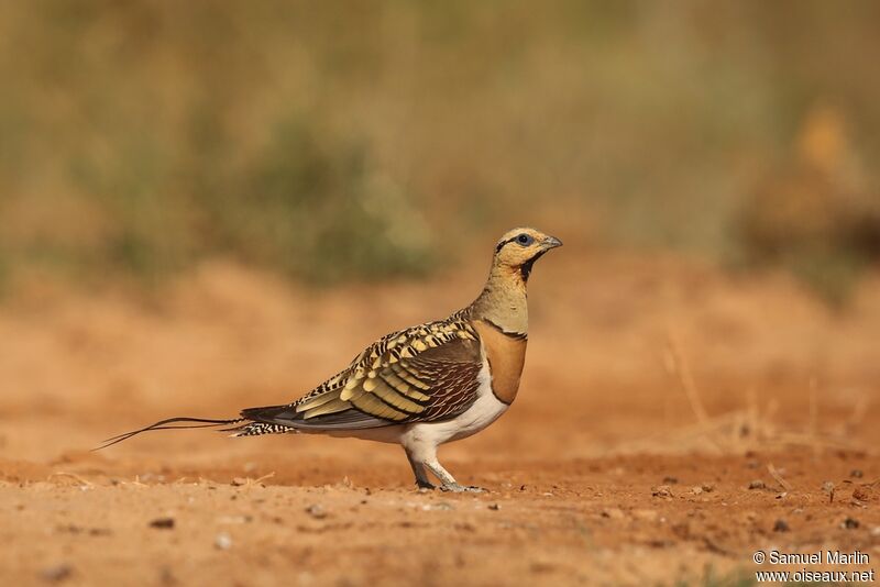 Pin-tailed Sandgrouse male adult