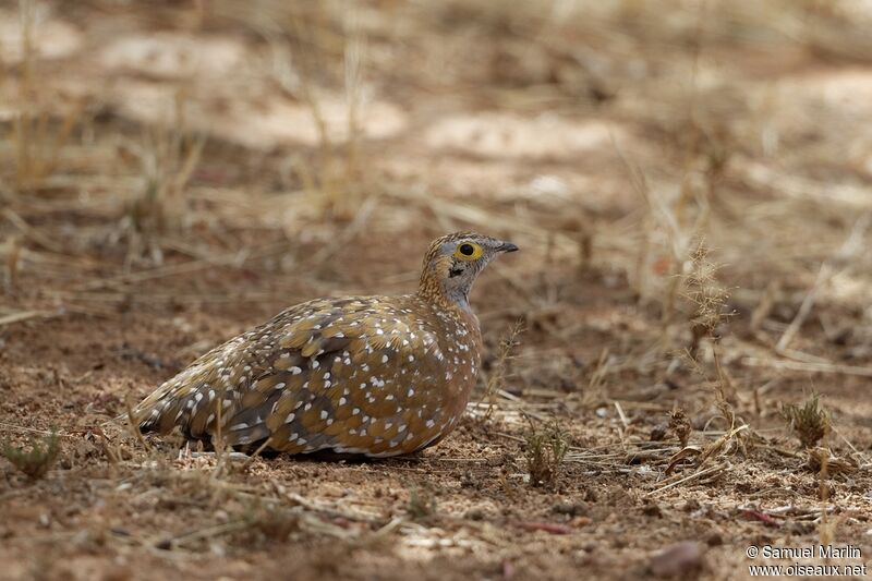 Burchell's Sandgrouse male adult