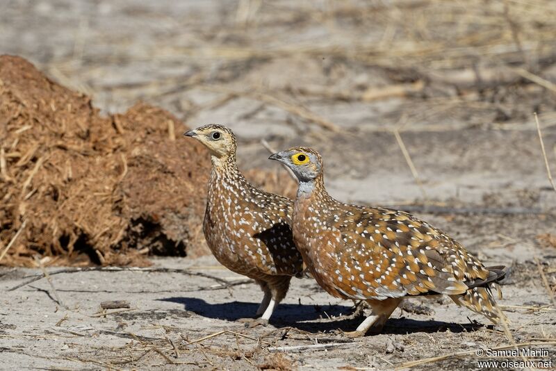 Burchell's Sandgrouse