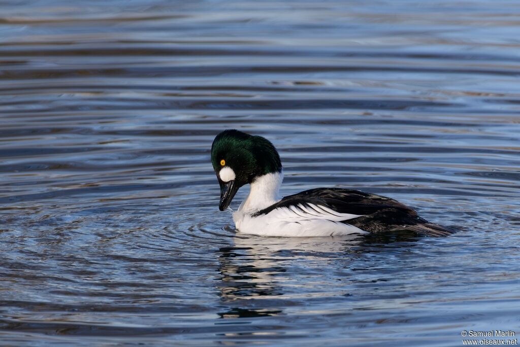 Garrot à oeil d'or mâle adulte