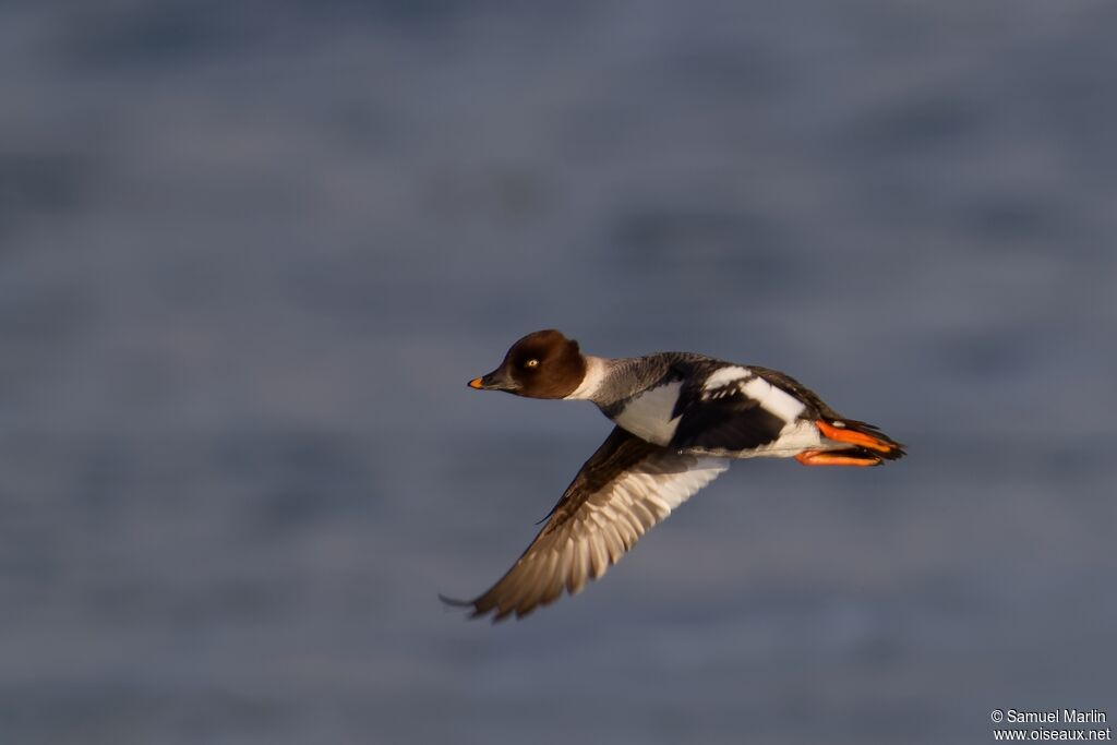 Garrot à oeil d'or femelle adulte, Vol