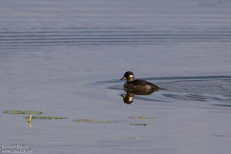 Bufflehead female adult, swimming