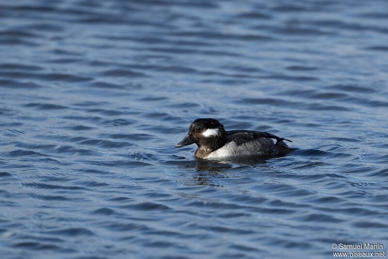 Bufflehead female adult