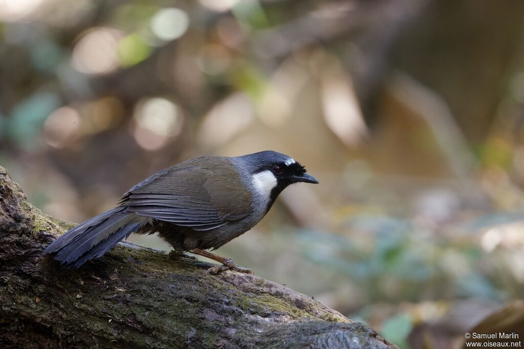 Black-throated Laughingthrushadult