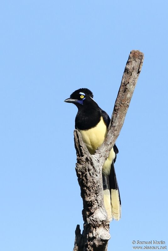 Plush-crested Jayadult