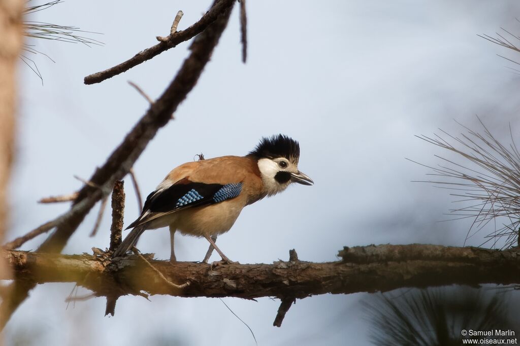 Eurasian Jay