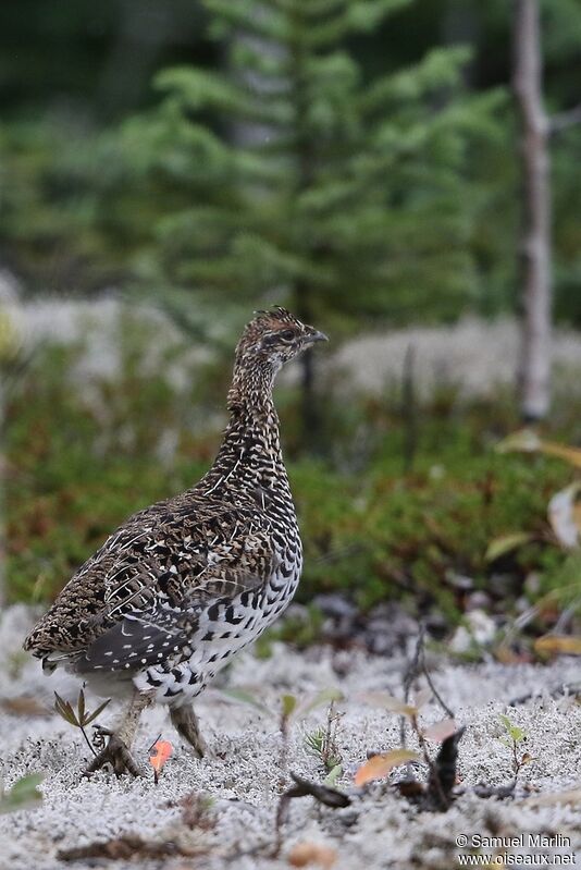 Ruffed Grouseadult