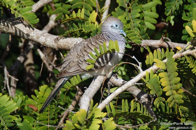 Peaceful Doveadult