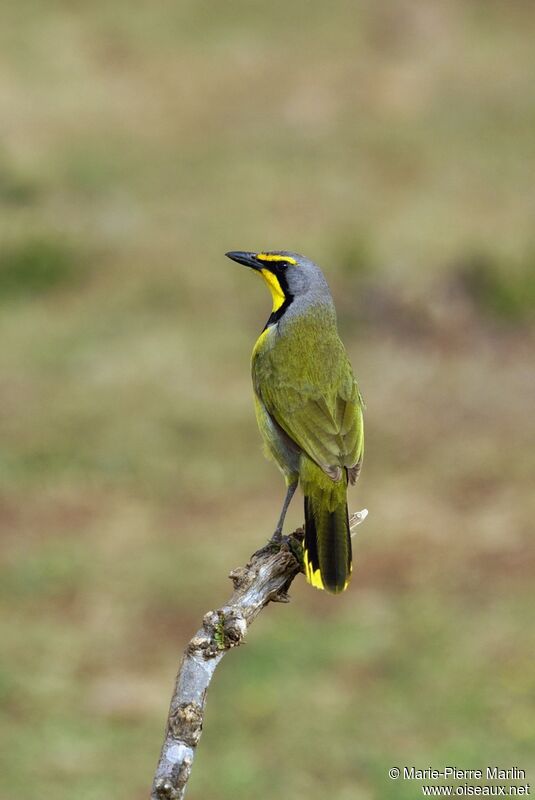 Bokmakierie male adult