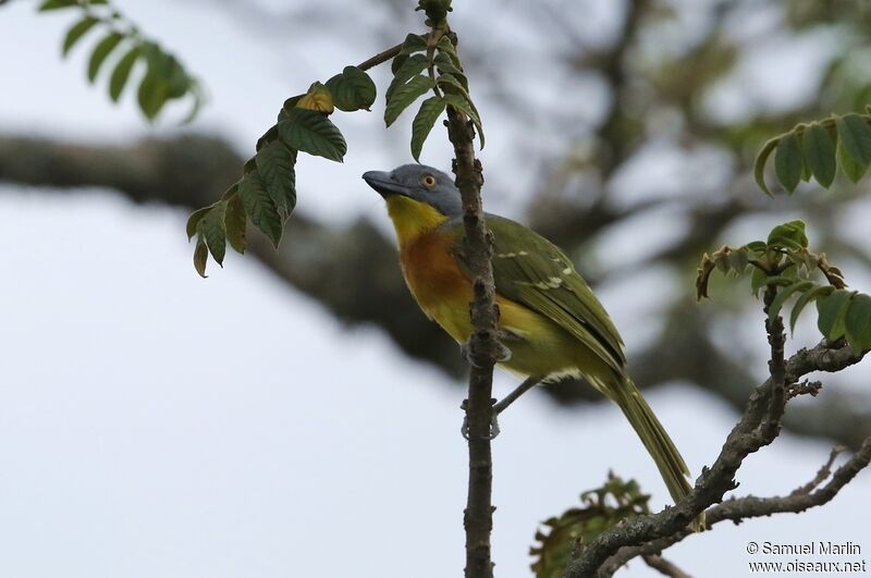 Grey-headed Bushshrikeadult