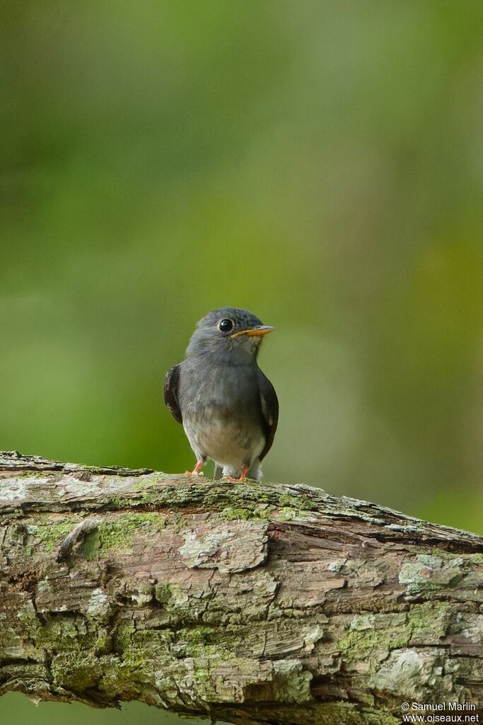 Yellow-footed Flycatcher