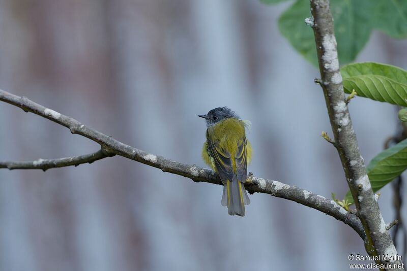 Grey-headed Canary-flycatcheradult