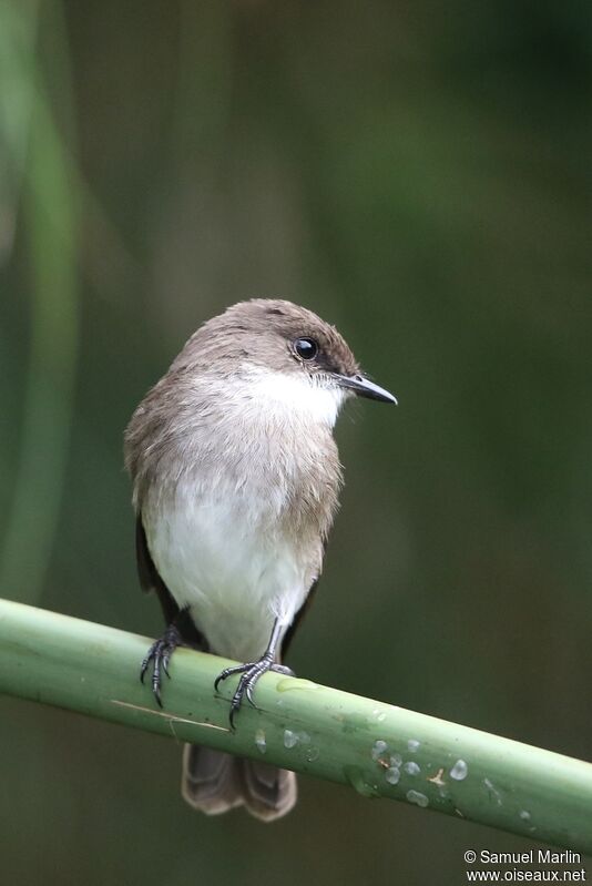 Swamp Flycatcheradult