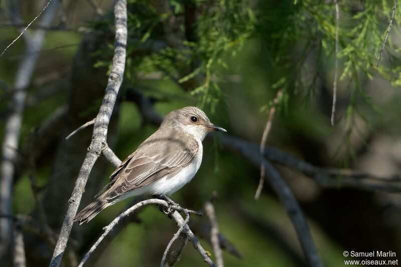 Spotted Flycatcher