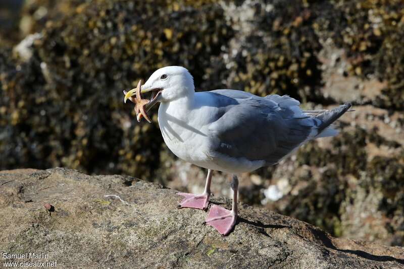 Glaucous-winged Gulladult, eats