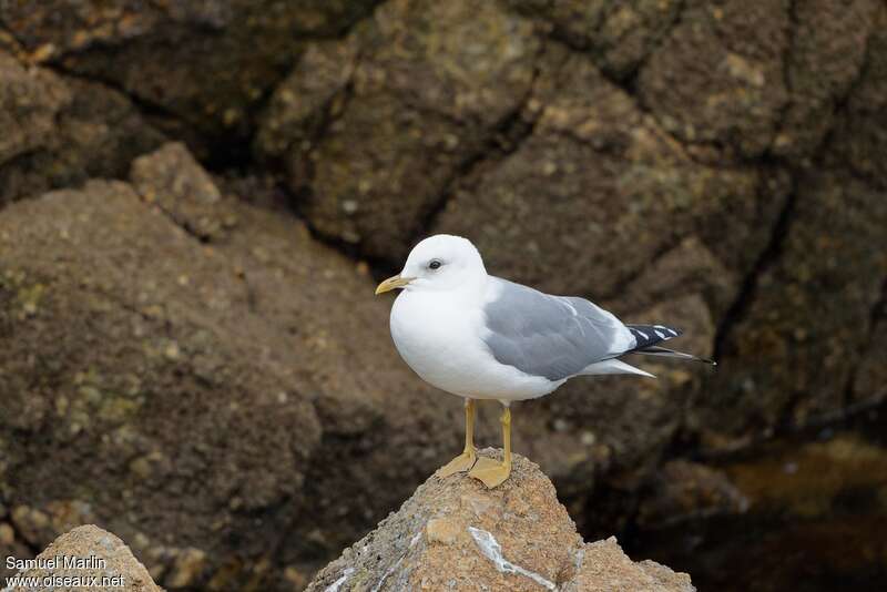 Short-billed Gulladult