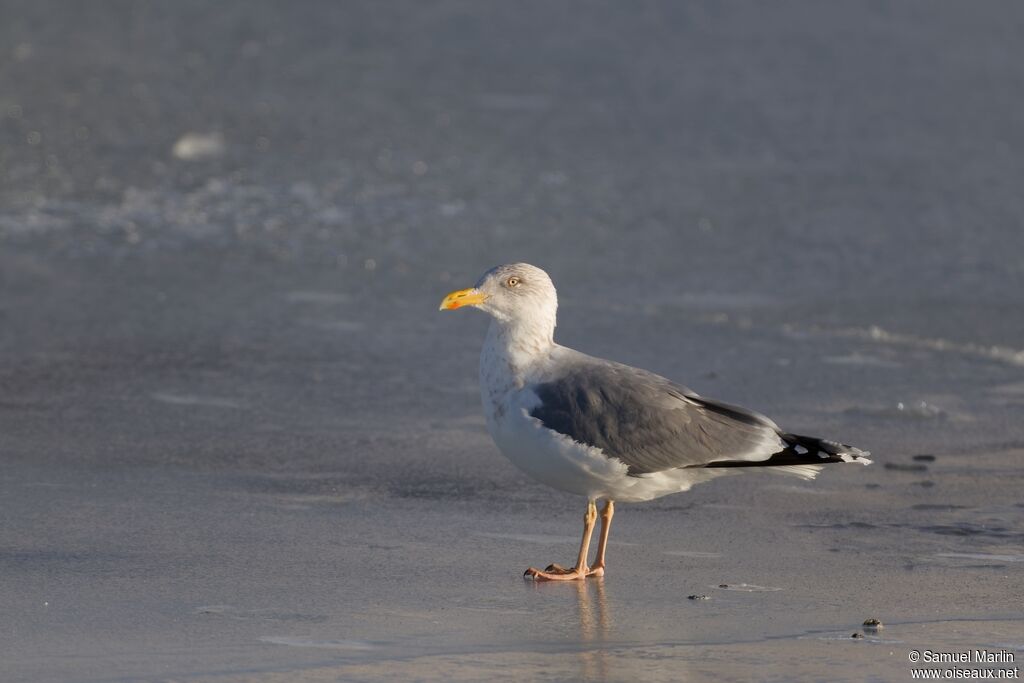 Goéland argentésubadulte