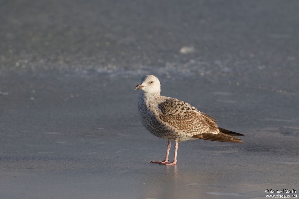 Goéland argentéimmature