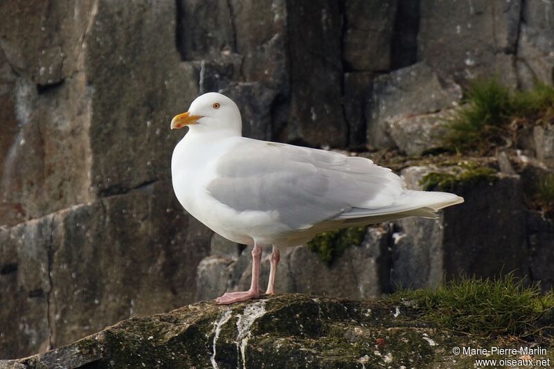 Glaucous Gulladult