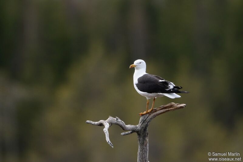 Lesser Black-backed Gulladult