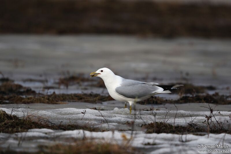 Common Gulladult, Behaviour