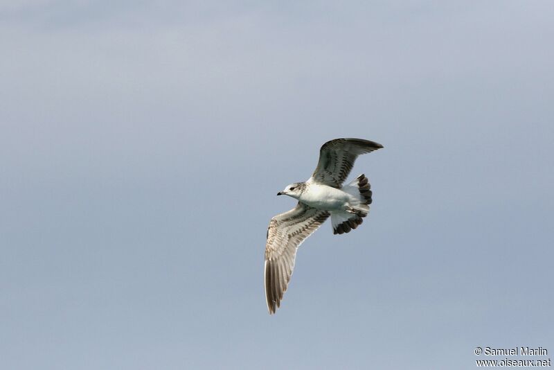 Common Gull