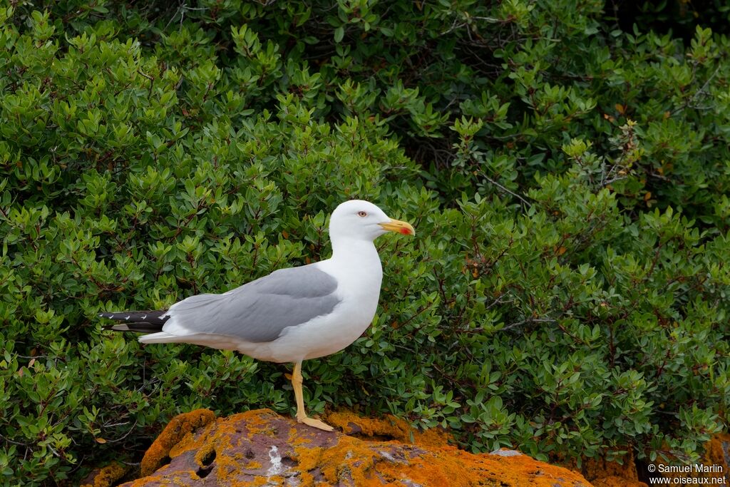 Goéland leucophéeadulte