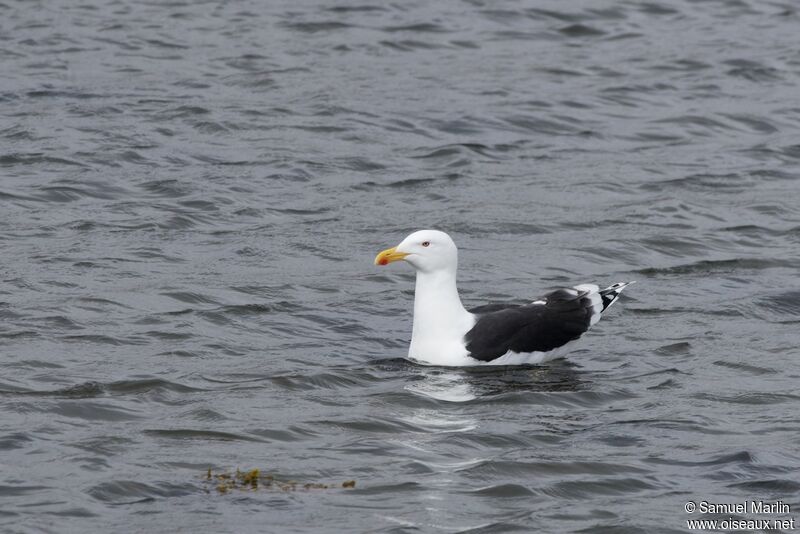 Great Black-backed Gulladult