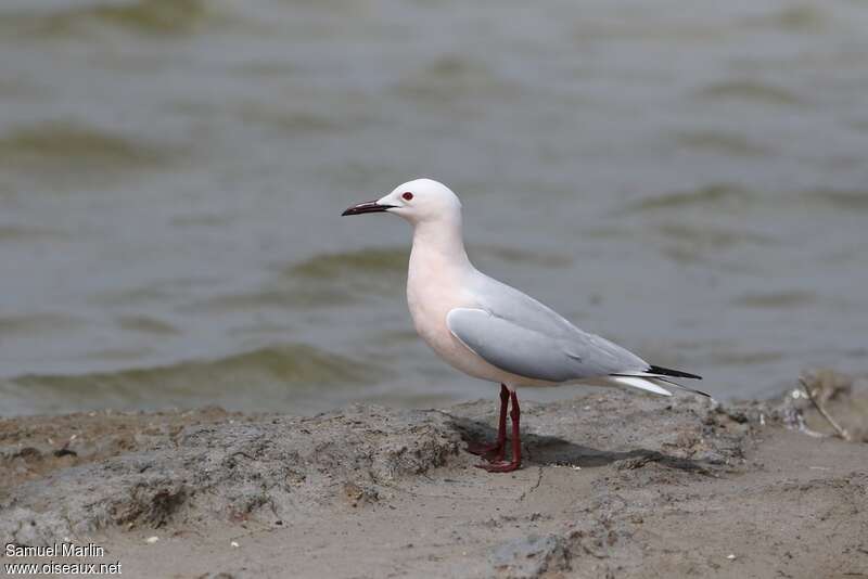 Goéland railleuradulte nuptial, identification