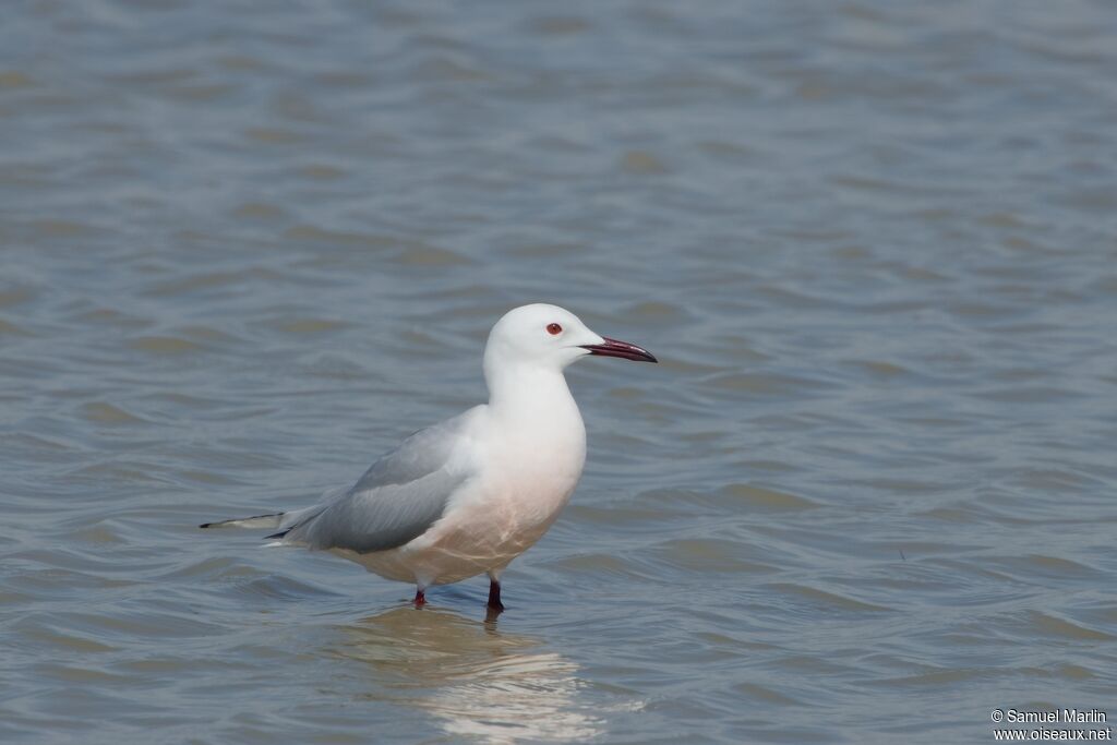 Slender-billed Gull