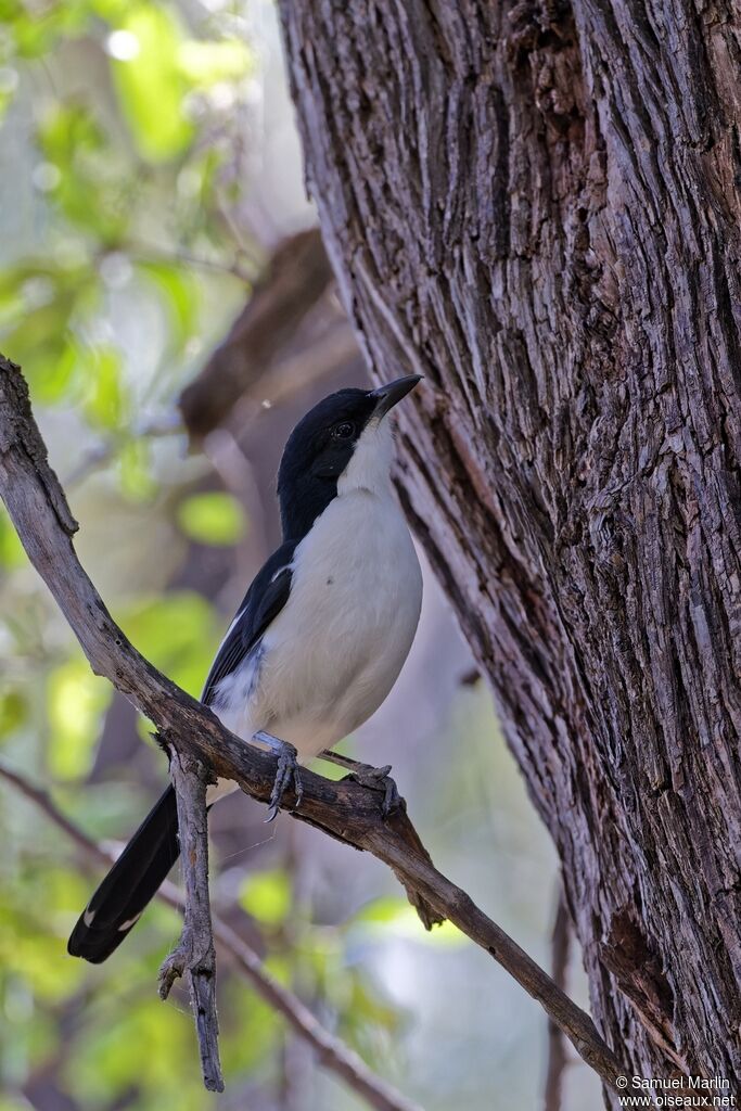 Gonolek à ventre blancadulte