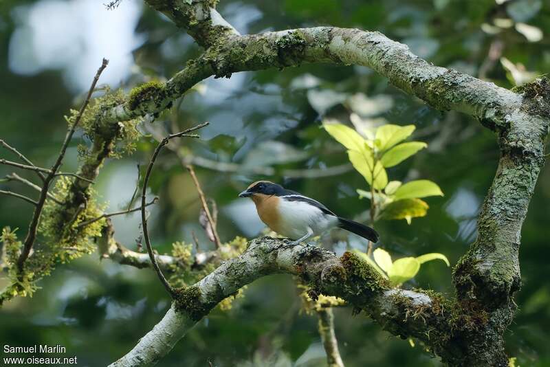 Lühder's Bushshrikeadult, habitat