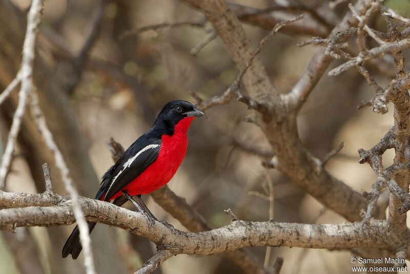 Crimson-breasted Shrike male adult