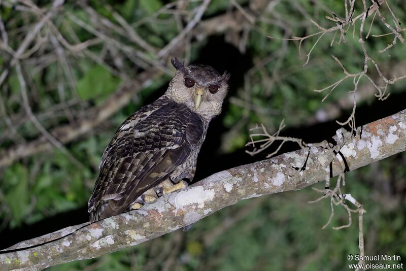 Spot-bellied Eagle-Owladult