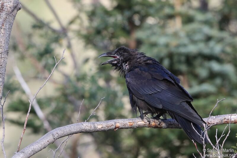 Northern Ravenadult