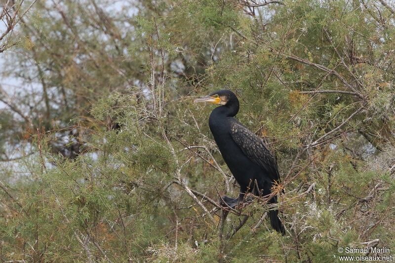 Grand Cormoranadulte