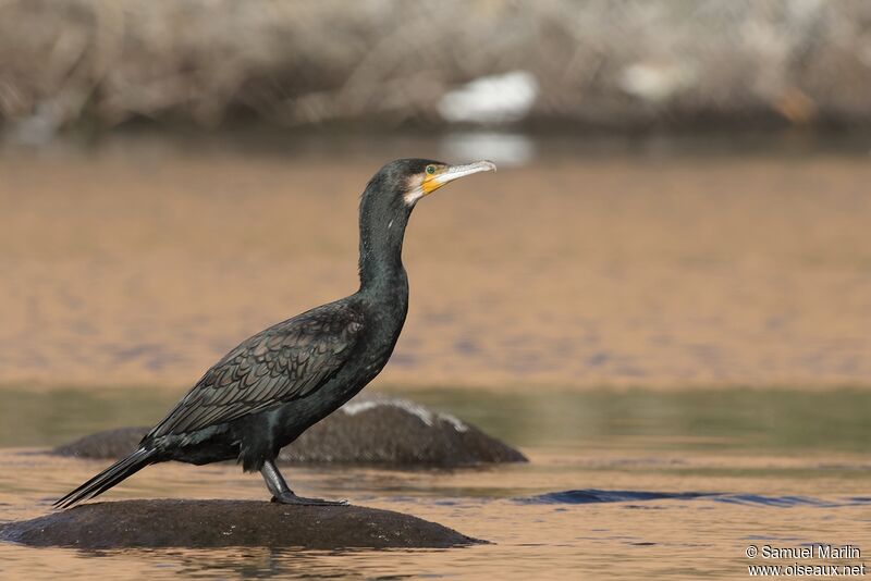 Great Cormorantadult