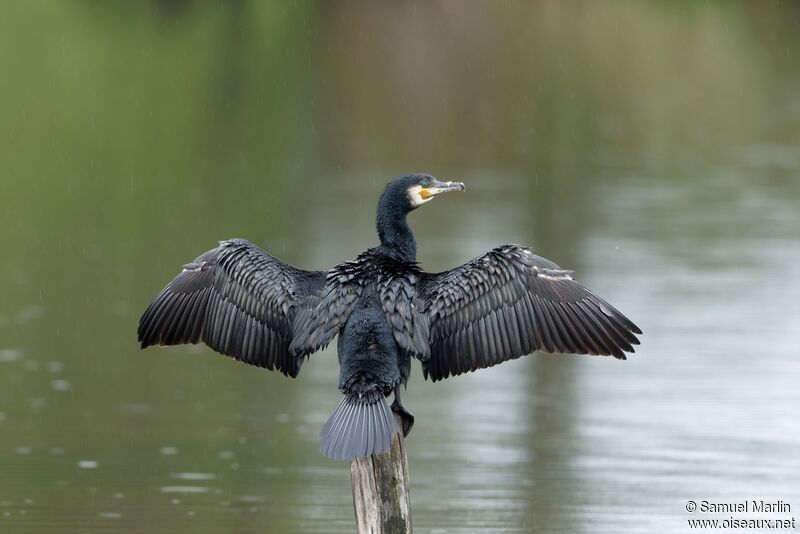 Grand Cormoranadulte