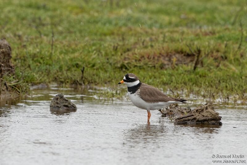 Common Ringed Ploveradult