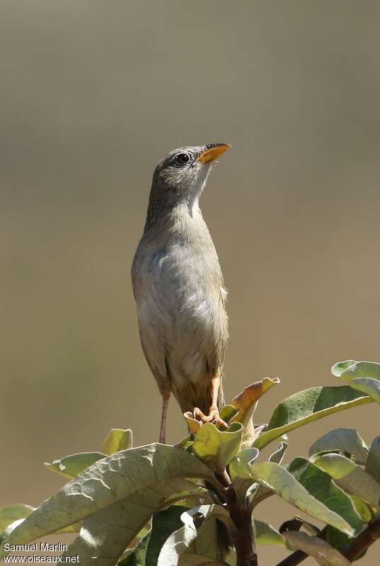 Wedge-tailed Grass Finchadult, close-up portrait