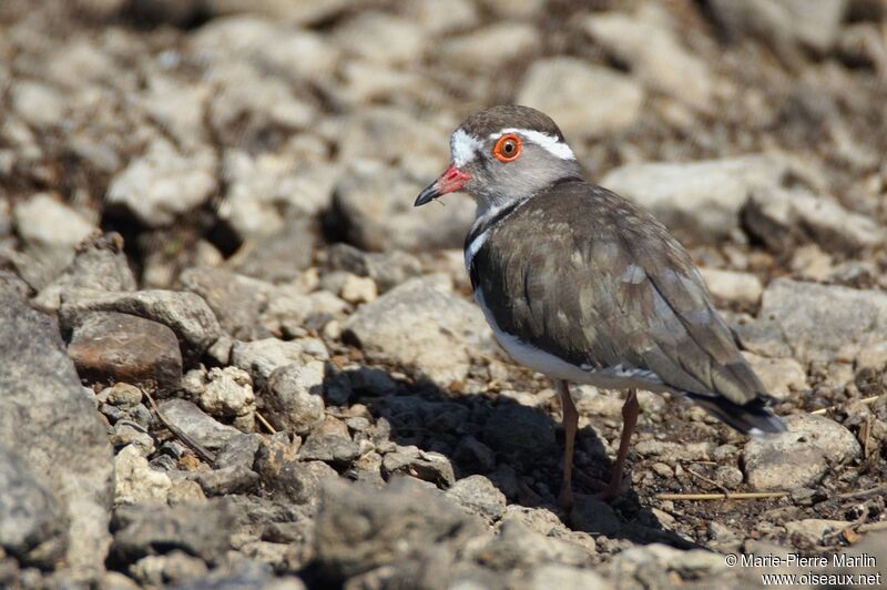 Three-banded Ploveradult